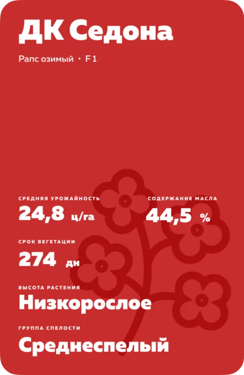 ДК Седона  гибрид озимого рапса