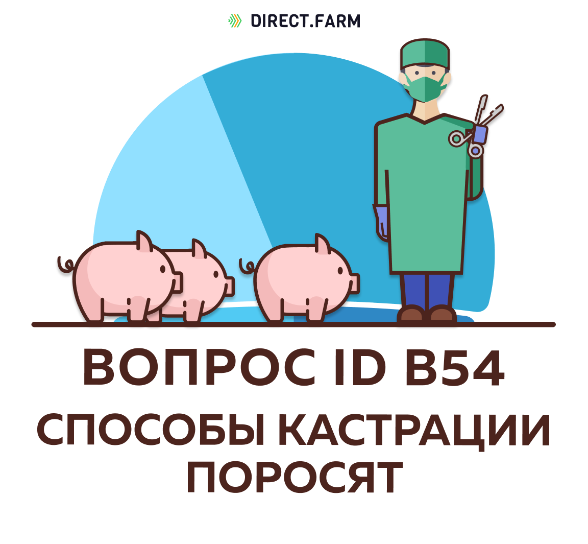 Схема кастрации поросят. Кастрация месячных поросят. Бескровная кастрация поросят.