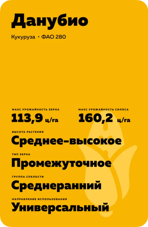 Данубио (DANUBIO) гибрид кукурузы
