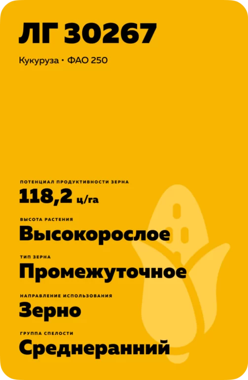 ЛГ 30267 гибрид подсолнечника Лимагрейн