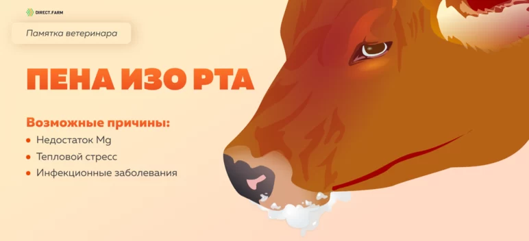 Памятка ветеринара: пена изо рта у коровы 
