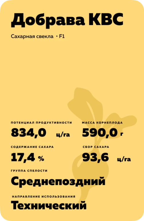 Добрава КВС - гибрид свеклы сахарной (Beta vulgaris L. ssp. vulgaris var. saccharifera Alef.).
