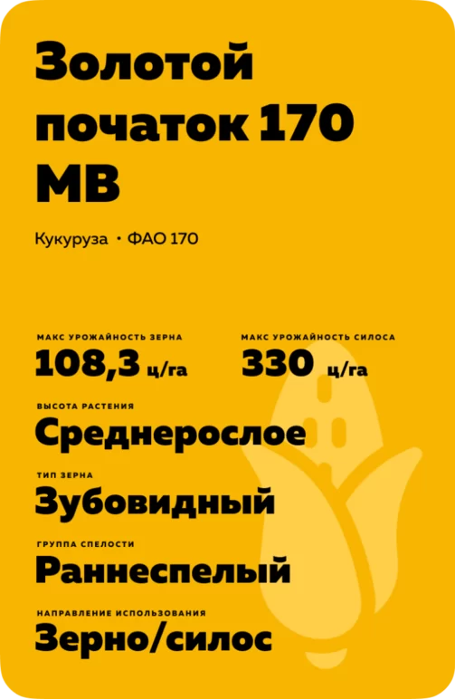 Золотой початок 170 МВ гибрид кукурузы