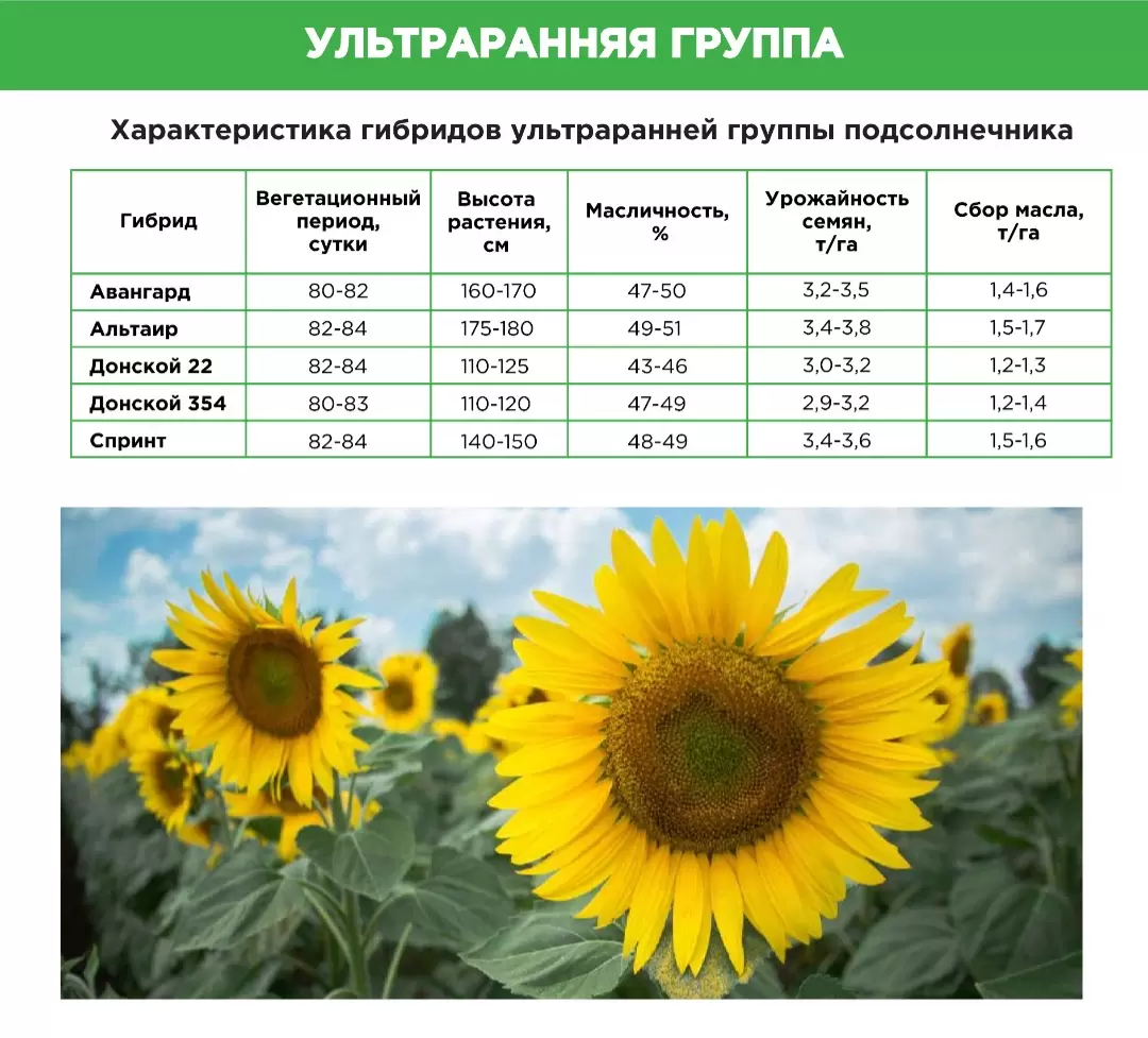 Характеристика подсолнуха. Helianthus annuus гибрид подсолнечникаtf1354oa. Авангард подсолнечник. Таблица гибридов подсолнечника. Подсолнухи авангардизм.