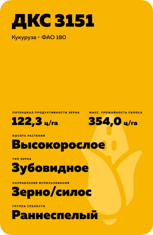 ДКС 3151 гибрид кукурузы