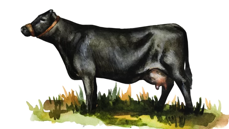 Декстер – порода коров