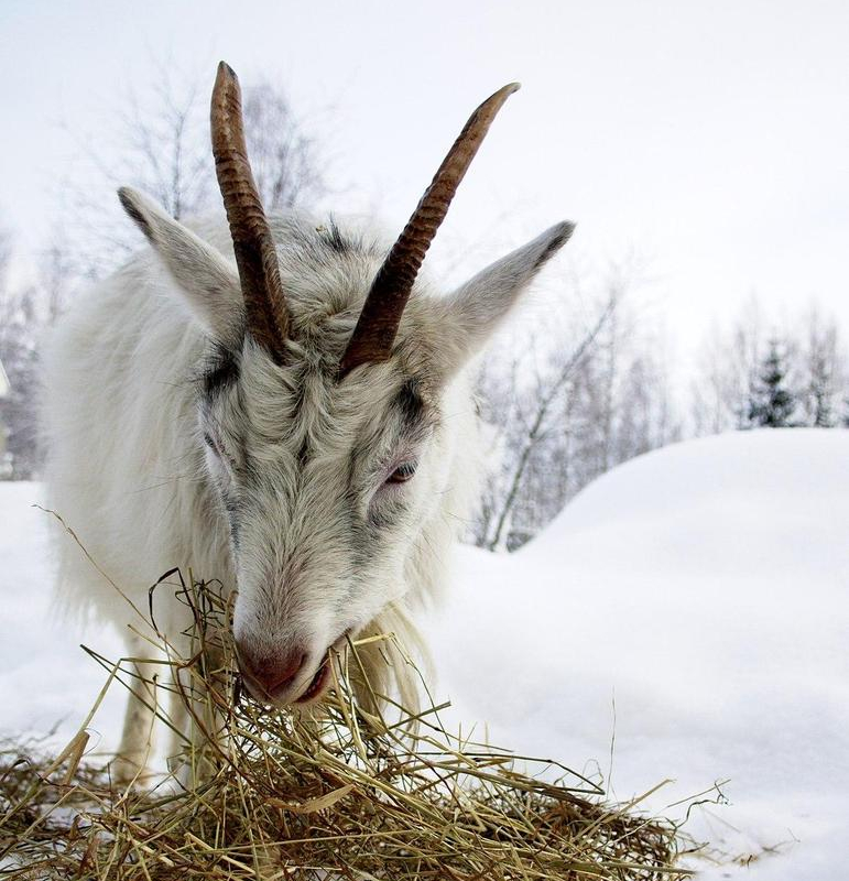 Финский ландрас - порода коз