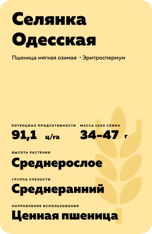 Селянка Одесская сорт мягкой озимой пшеницы