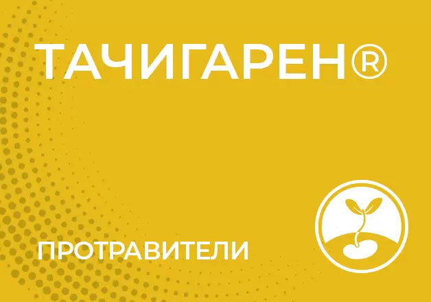 Тачигарен, СП