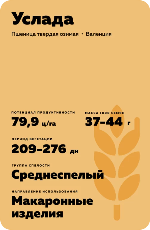 Услада сорт твердой озимой пшеницы
