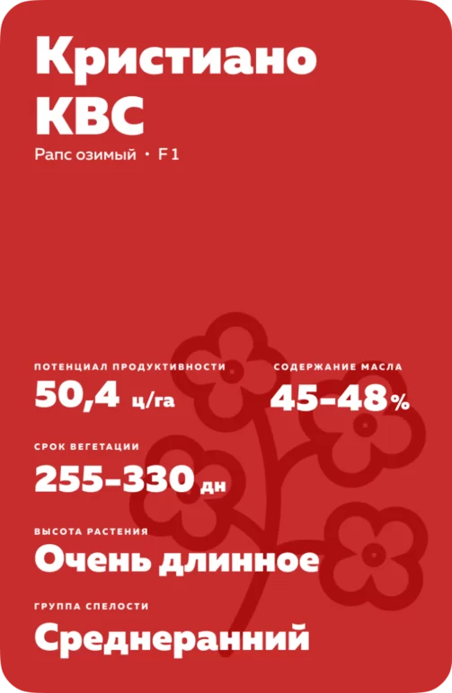 Кристиано КВС (CRISTIANO KWS)  гибрид рапса озимого