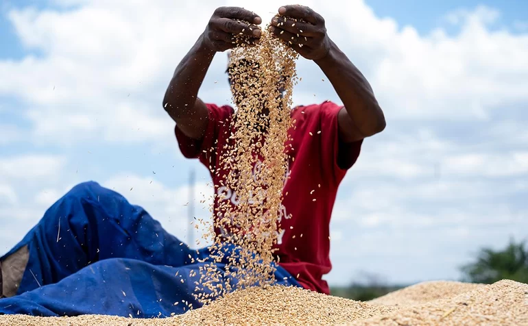 Минсельхоз РФ: Объем поставок российского зерна в Африку вырос в три раза