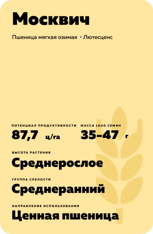 Москвич сорт мягкой озимой пшеницы