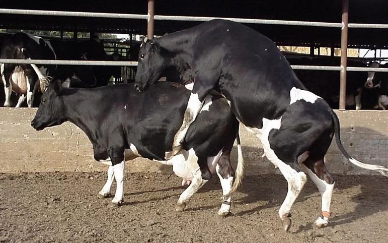 Современная схема синхронизации половой охоты у коров