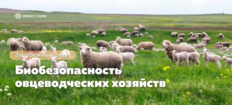 Биологическая безопасность в овцеводческих хозяйствах