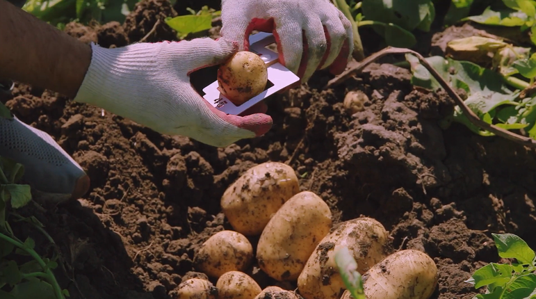 Система удобрения картофеля
