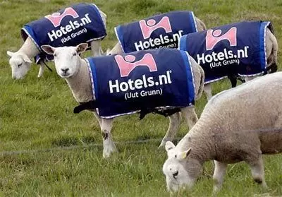 В Голландии используют пасущихся вдоль дорог овец в качестве рекламоносителей