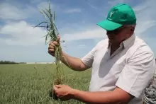 Сортами не разбрасываемся! Пшеница кубанской селекции выстояла и в засуху, и в мороз [+ВИДЕО]