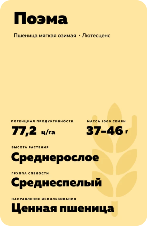 Поэма сорт мягкой озимой пшеницы