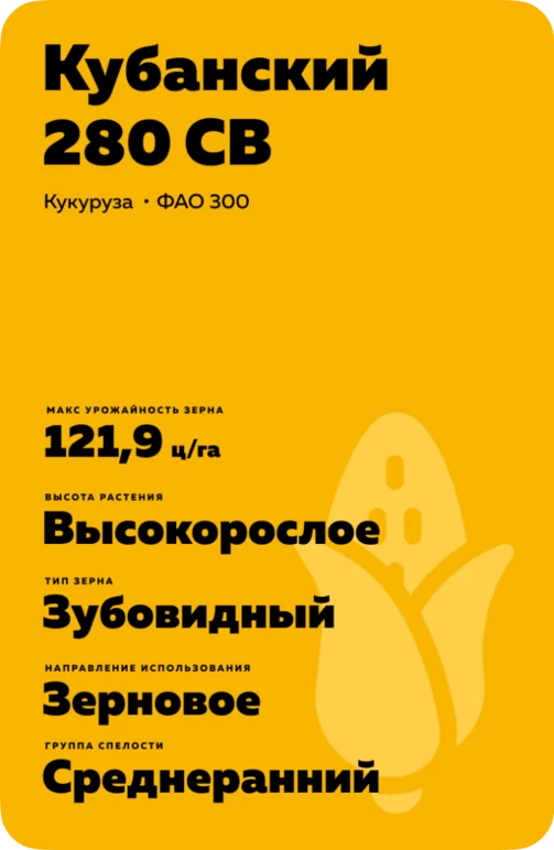Кубанский 280 СВ - гибрид кукурузы ( Zea mays L.).