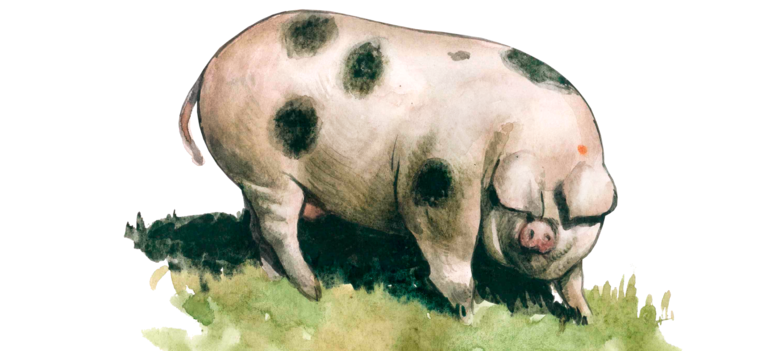 Глостерширская пятнистая – порода свиней