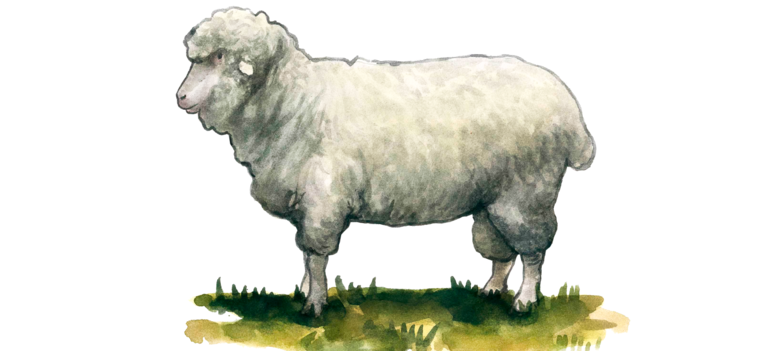 Артлухский меринос - порода овец 