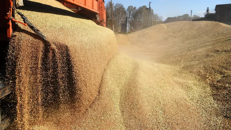 Пошлина на пшеницу из РФ снизится на 6,4%, а на кукурузу упадет в 2,3 раза