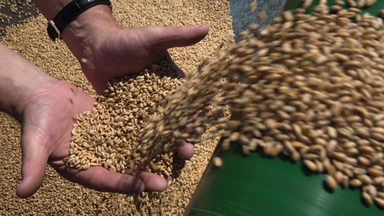 Минсельхоз: пошлина на экспорт пшеницы вырастет, на кукурузу - обнулится с 30.11