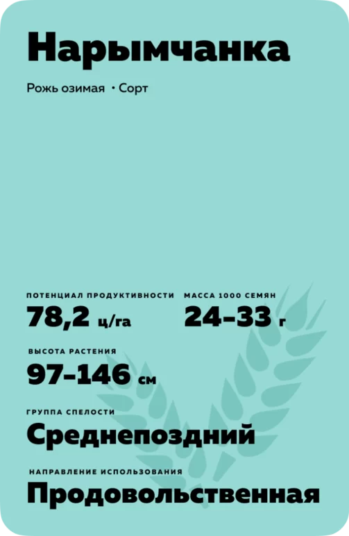 Нарымчанка  рожь озимая