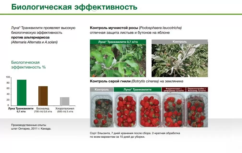Фунгицид луна транквилити отзывы. Луна Транквилити инструкция по применению для растений. Луна Транквилити фунгицид на яблоне инструкция по применению.