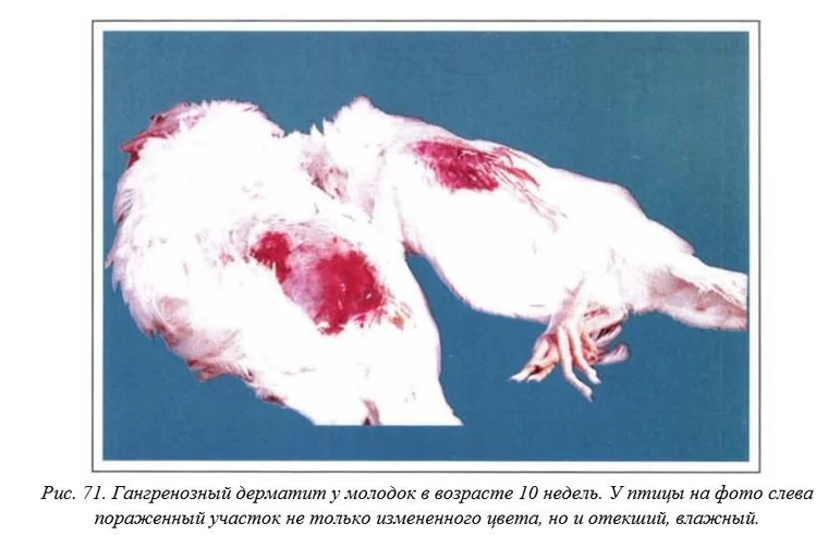 Вегад - Атлас болезней птицы. Ч. 10. Гангренозный дерматит