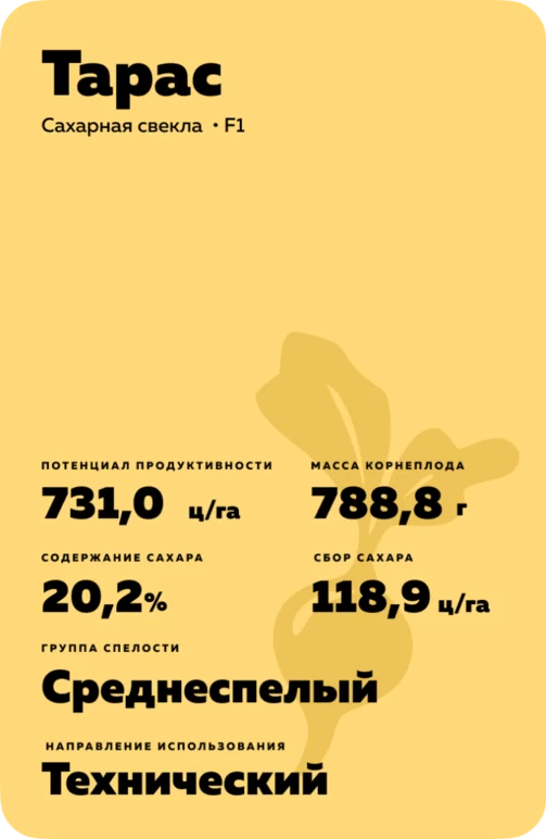 Тарас  - гибрид свеклы сахарной (Beta vulgaris L. ssp. vulgaris var. saccharifera Alef.).