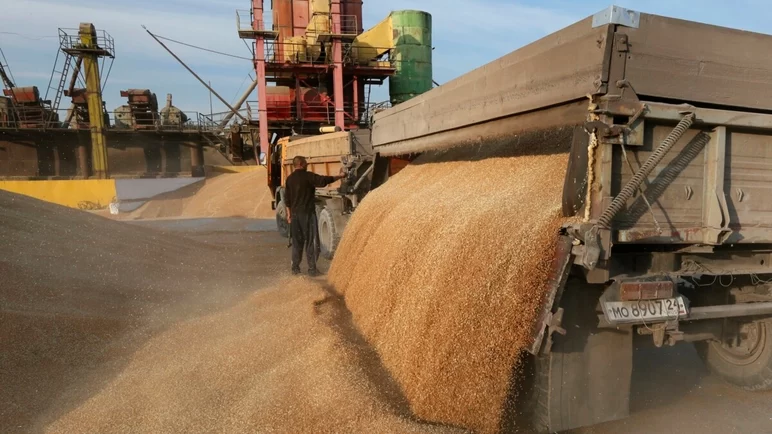 РФ с 1 июля по 8 августа снизила экспорт зерна на 8% до 4,7 млн т