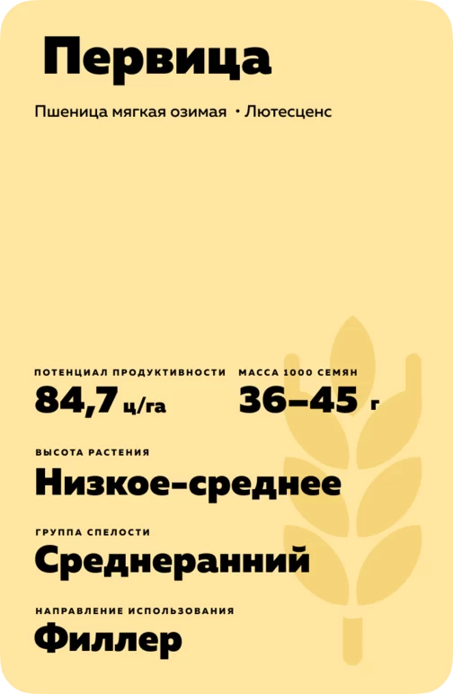 Первица сорт мягкой озимой пшеницы