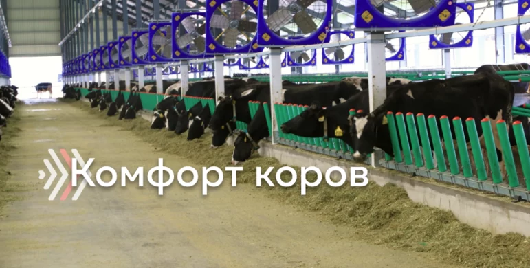 Реперные точки молочной фермы: комфорт коров 