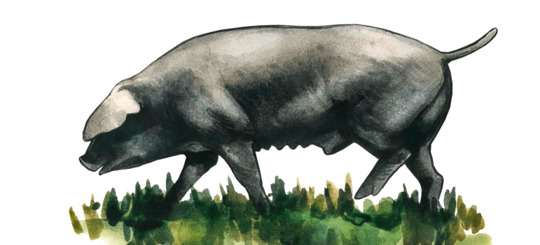 Черная славонская – порода свиней