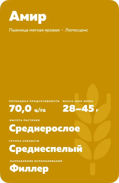 Амир сорт мягкой яровой пшеницы