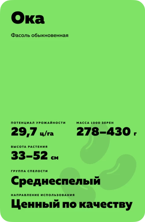 Ока - фасоль обыкновенная. Характеристики и отзывы