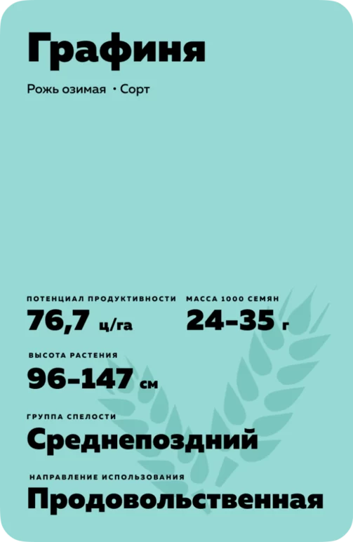 Графиня рожь озимая