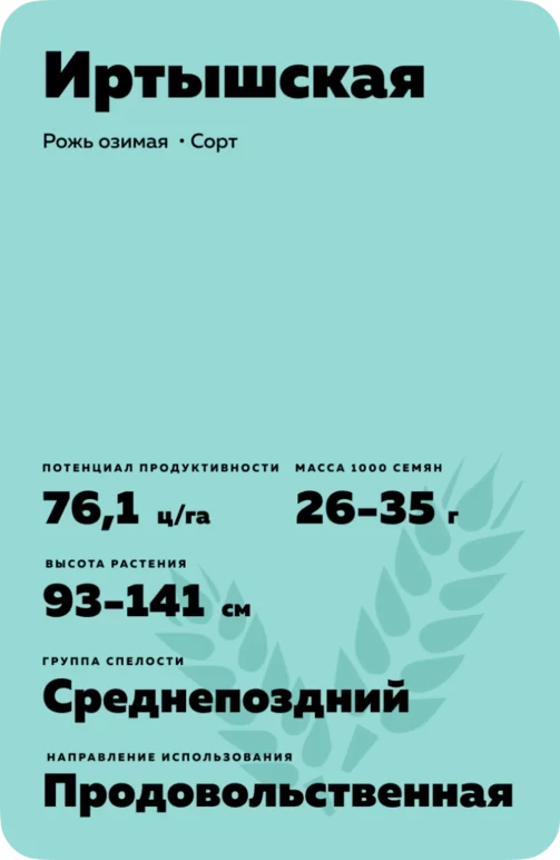 Иртышская рожь озимая