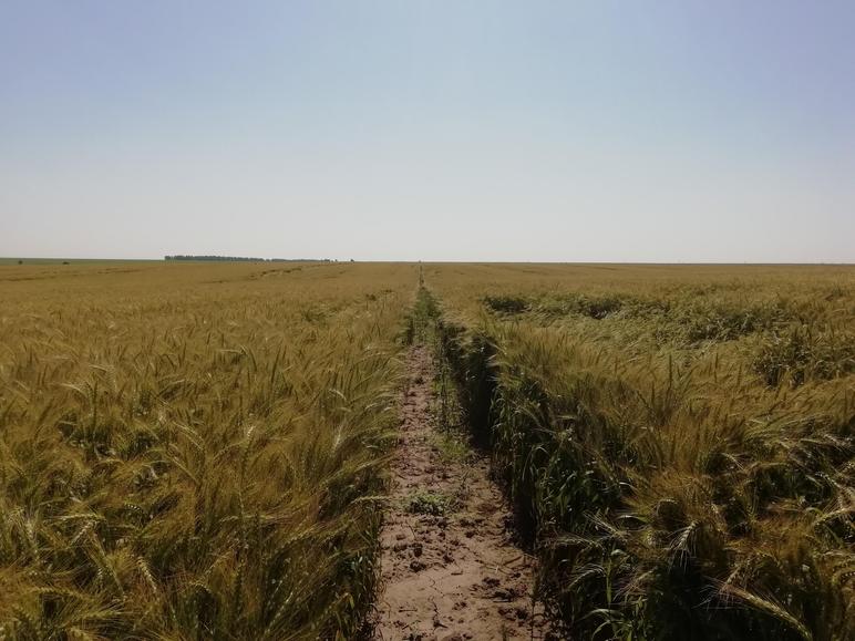 Влияние минеральных удобрений на урожайность озимой пшеницы