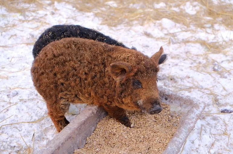Мангалица (мангал) – порода свиней