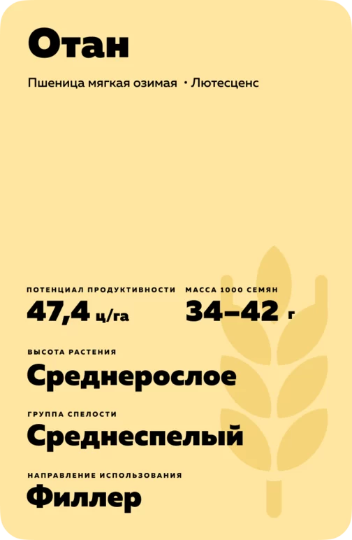 Отан ® сорт мягкой озимой пшеницы