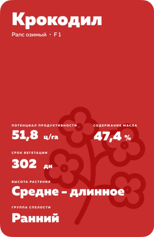 Крокодил - гибрид озимого рапса  (Brassica napus var. napus).