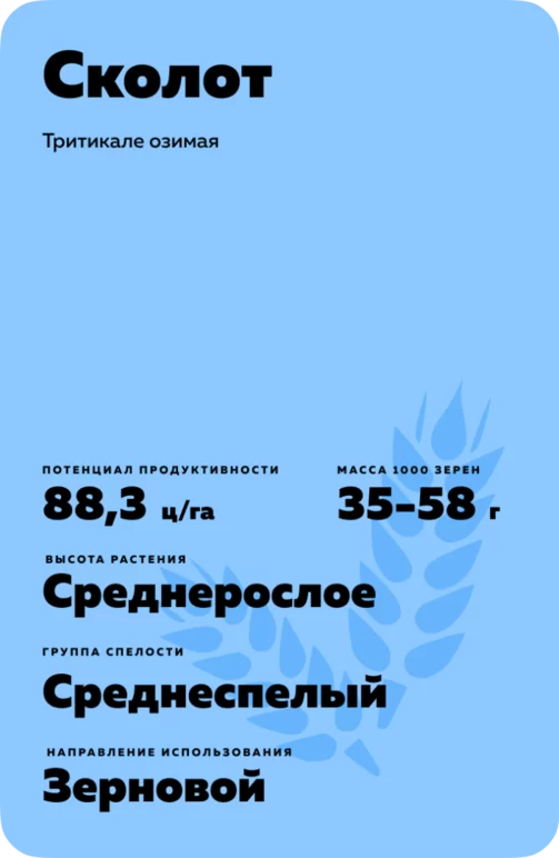 Сколот сорт тритикале озимой