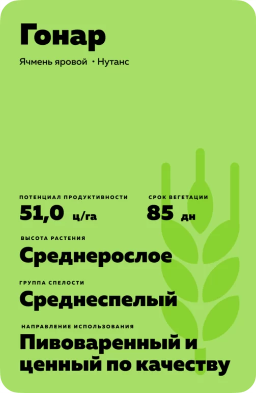 Гонар сорт ячменя ярового