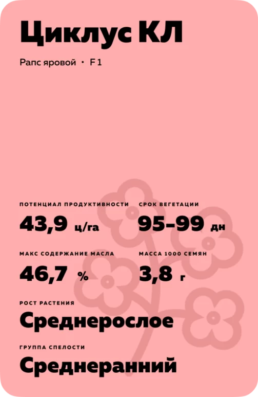 Циклус КЛ (CICLUS CL) рапс яровой