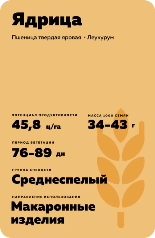 Ядрица пшеница твердая яровая