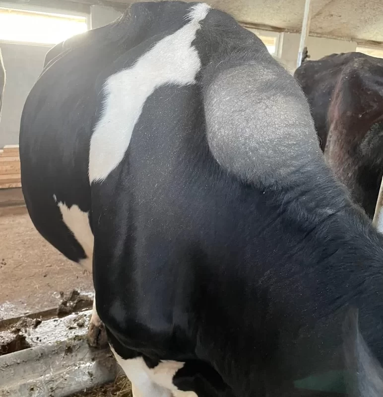 Вопросы из чатов: что у коровы на шее? 