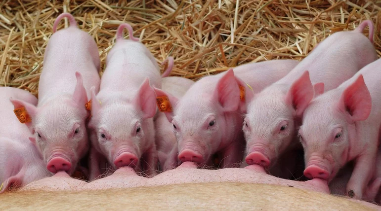 КЛИМ ТЕРМО эффективное средство при тепловом стрессе у свиней